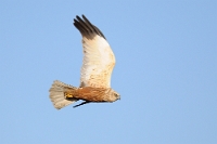 56796 Circus aeruginosus (Falco di palude)